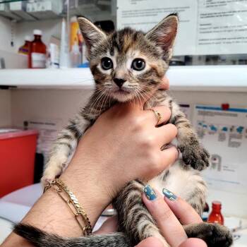 Eloise -  Domestic Short Hair Cat for Adoption in Belfair, Washington - Eloise | PetCurious