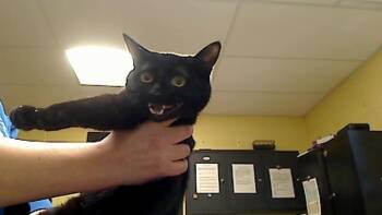 Domestic Short Hair Cats Available for Adoption - PASSENGER PRINCE | PetCurious