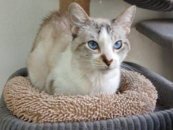 Grayson Goodwin -  Domestic Short Hair Cat Available for Adoption in Fort Worth, Texas - Grayson Goodwin | PetCurious
