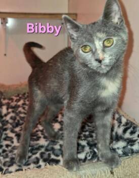 Rescue Domestic Short Hair Cats for Adoption in Buena Vista, Virginia - Bibby | PetCurious