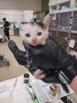 Rescue Domestic Short Hair Cats for Adoption in Atlanta, Georgia - Blitz | PetCurious