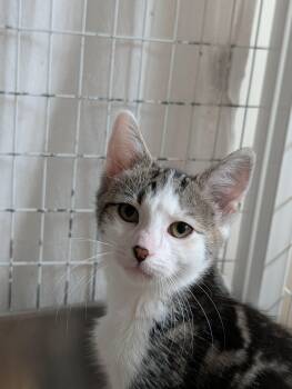 Rooster -  Domestic Short Hair Cat for Adoption in Chambersburg, Pennsylvania - Rooster | PetCurious