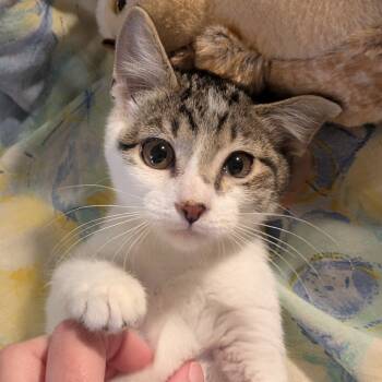 Rescue Domestic Short Hair Cats for Adoption in Greenwood, Missouri - Tyrone | PetCurious