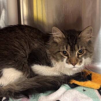Reese -  Domestic Long Hair Cat for Adoption in Salt Lake City, Utah - Reese | PetCurious