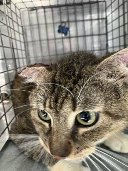 JERRY -  Domestic Short Hair Cat for Adoption in Dallas, Texas - JERRY | PetCurious