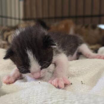 Bugle -  Domestic Short Hair Cat for Adoption in San Antonio, Texas - Bugle | PetCurious