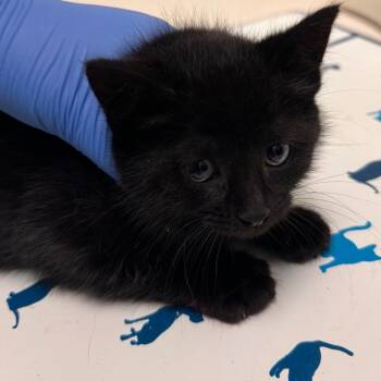Higgy -  Domestic Short Hair Cat for Adoption in Lynchburg, Virginia - Higgy | PetCurious