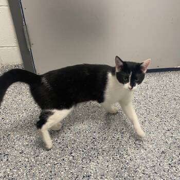 Domestic Short Hair Cats Available for Adoption in Dayton, Ohio - Mantis | PetCurious