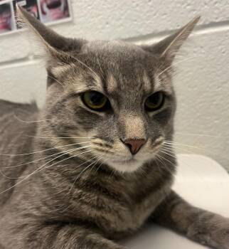 Hugo -  Domestic Short Hair Cat for Adoption in Golden, Colorado - Hugo | PetCurious