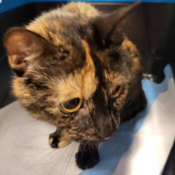 May 2 -  Domestic Short Hair Cat for Adoption in New York, New York - May 2 | PetCurious