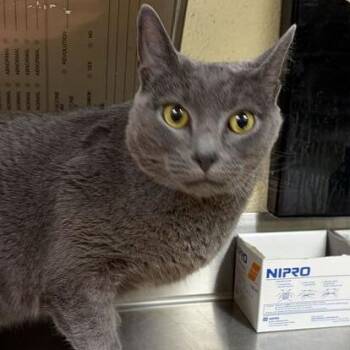 Dust -  Russian Blue Cat for Adoption in Asheville, North Carolina - Dust | PetCurious