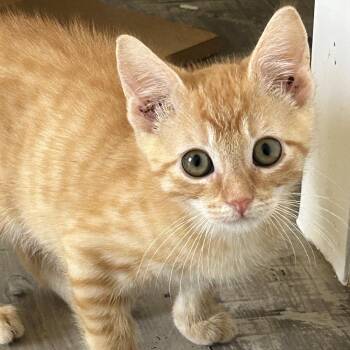 Scottie -  Tabby Cat for Adoption in Lampasas, Texas - Scottie | PetCurious