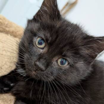 Rescue Domestic Short Hair Cats for Adoption in North Branford, Connecticut - 25-247 Pepper | PetCurious