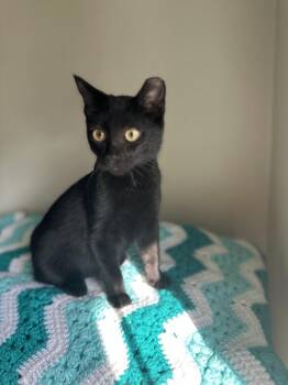 Galaxy -  Domestic Short Hair Cat for Adoption in Chicago, Illinois - Galaxy | PetCurious