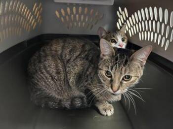Domestic Short Hair Cats Available for Adoption in Kansas City, Missouri - Wheat Thins | PetCurious
