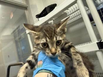 A476712 -  Domestic Short Hair Cat for Adoption in Oklahoma City, Oklahoma - A476712 | PetCurious