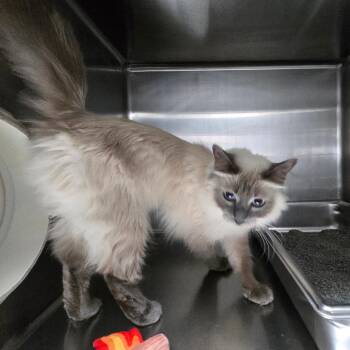 Sabrina DAP -  Siamese Cat for Adoption in Denver, Colorado - Sabrina DAP | PetCurious