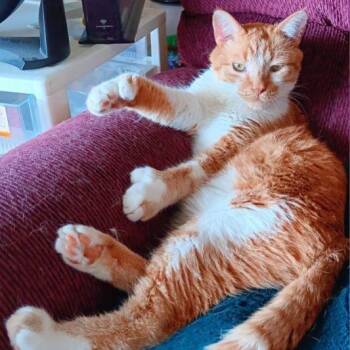 Domestic Short Hair Cats Available for Adoption - Garfield Toeby | PetCurious