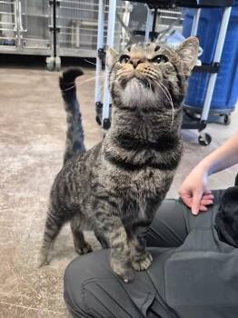 Domestic Short Hair Cats Available for Adoption in Minot, North Dakota - Banshee | PetCurious