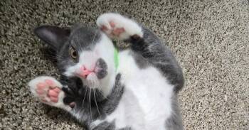 Zeno -  Domestic Short Hair Cat for Adoption in Virginia Beach, Virginia - Zeno | PetCurious