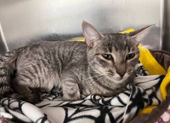 Rescue Domestic Short Hair Cats for Adoption in Sandy, Utah - Leslie | PetCurious