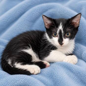 Spike -  Domestic Short Hair Cat for Adoption in Tucson, Arizona - Spike | PetCurious