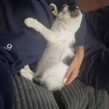 Ale -  Domestic Short Hair Cat for Adoption in Tampa, Florida - Ale | PetCurious