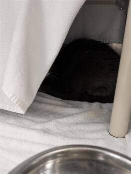 Ashley -  Domestic Medium Hair and Domestic Short Hair Cat for Adoption in Montreal, Quebec - Ashley | PetCurious