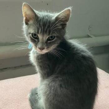 Rescue Tiger and Tabby Cats for Adoption in Bethel, Connecticut - Austin From Aspen