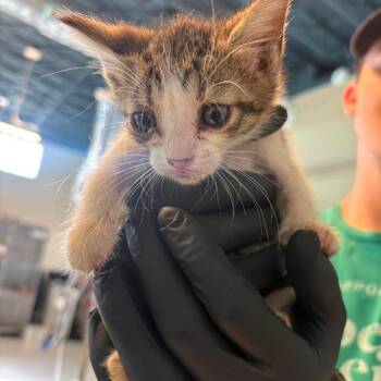 Woozy -  Domestic Short Hair Cat for Adoption in Huntington, West Virginia - Woozy | PetCurious