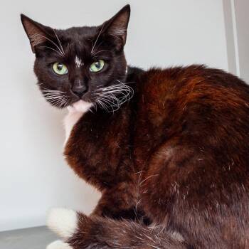 Domestic Short Hair Cats Available for Adoption in Hattiesburg, Mississippi - Mr Belvedere | PetCurious