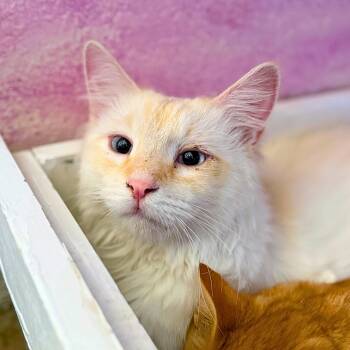 Falkor -  Domestic Medium Hair Cat for Adoption in Ridgway, Colorado - Falkor | PetCurious