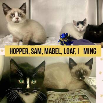 Domestic Short Hair Cats Available for Adoption in Wheeling, Illinois - Loaf | PetCurious