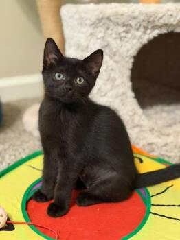 Francesca -  Domestic Short Hair Cat for Adoption in Sandy Springs, Georgia - Francesca | PetCurious
