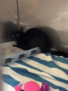 Adelaide -  Domestic Short Hair Cat for Adoption in Fishers, Indiana - Adelaide | PetCurious