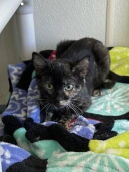 Gorgonzola -  Domestic Short Hair Cat for Adoption in Suffolk, Virginia - Gorgonzola | PetCurious