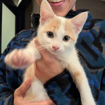 Baby Peaches -  Domestic Short Hair Cat for Adoption in Boulder, Colorado - Baby Peaches | PetCurious