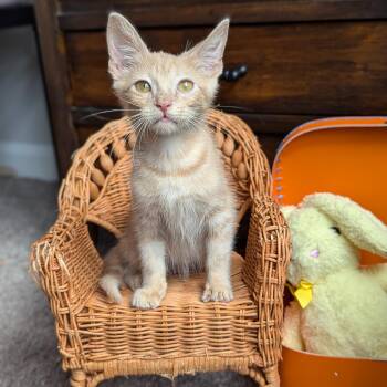Rescue Domestic Short Hair and Tabby Cats for Adoption in Tucker, Georgia - Peter (The Brady Bunch Litter) | PetCurious