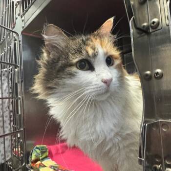 Alice -  Domestic Long Hair Cat for Adoption in Murray, Utah - Alice | PetCurious