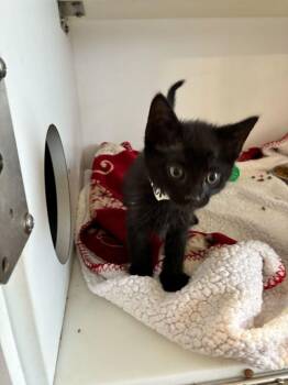 Domestic Short Hair Cats Available for Adoption in Marietta, Georgia - Buck | PetCurious