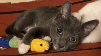 Miss Gray Z 8420 -  Domestic Short Hair Cat Available for Adoption in Dallas, Texas - Miss Gray Z 8420 | PetCurious