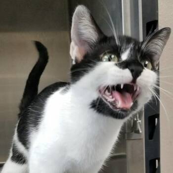 Panda -  Domestic Short Hair Cat for Adoption in Aransas Pass, Texas - Panda | PetCurious