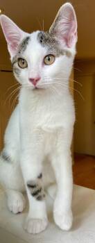 Thalia -  Domestic Short Hair Cat for Adoption in Reston, Virginia - Thalia | PetCurious