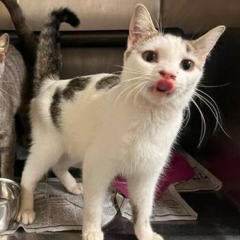 Picnic Salad -  Domestic Short Hair Cat for Adoption in Rocky Mount, Virginia - Picnic Salad | PetCurious