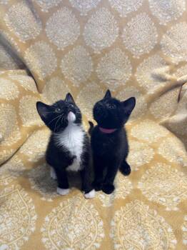 Domestic Short Hair Cats Available for Adoption - Paprika | PetCurious
