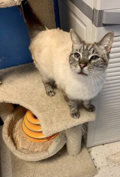 Rescue Siamese Cats for Adoption in Austin, Texas - Snow 7 | PetCurious