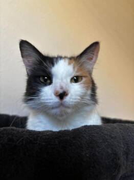 Venus -  Domestic Short Hair Cat for Adoption in Las Vegas, Nevada - Venus | PetCurious