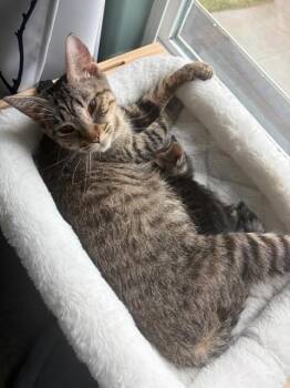 Domestic Short Hair Cats Available for Adoption in Omaha, Nebraska - ROSEMARY | PetCurious