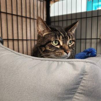 Domestic Short Hair Cats Available for Adoption in Davenport, Iowa - Bougee Milo | PetCurious