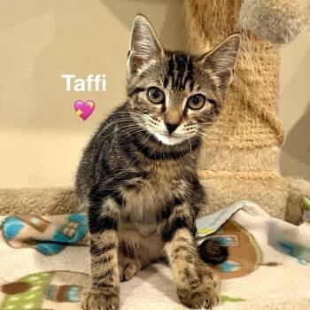 Domestic Short Hair Cats Available for Adoption - Taffi | PetCurious